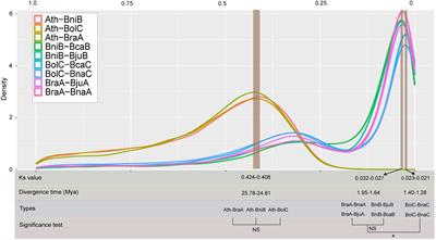 Selective modes affect gene feature and function differentiation of tetraploid Brassica species in their evolution and domestication